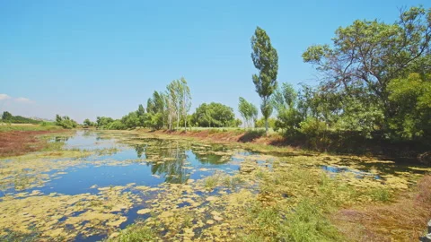 Swamp Stock Footage 143282982
