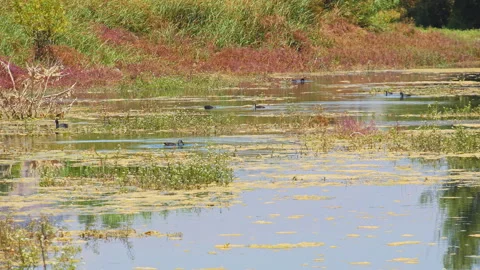 Swamp Stock Footage 143287650