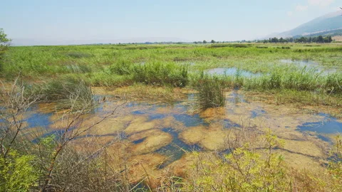 Swamp Stock Footage 143293759