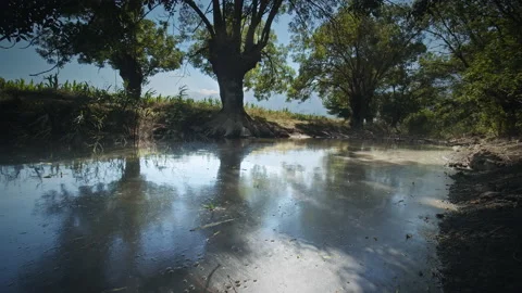 Swamp Stock Footage 143451906