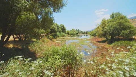 Swamp Stock Footage 143588862
