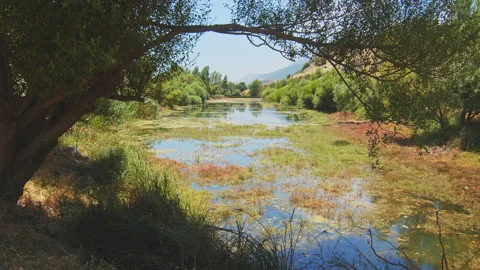 Swamp Stock Footage 143591877
