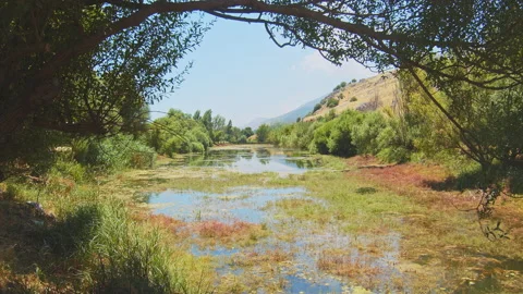 Swamp Stock Footage 143594407