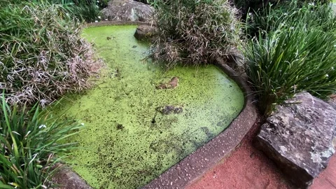 Swamp Video stock 143647633