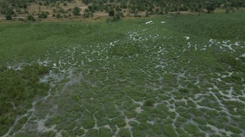 A swamp Video stock 151066194