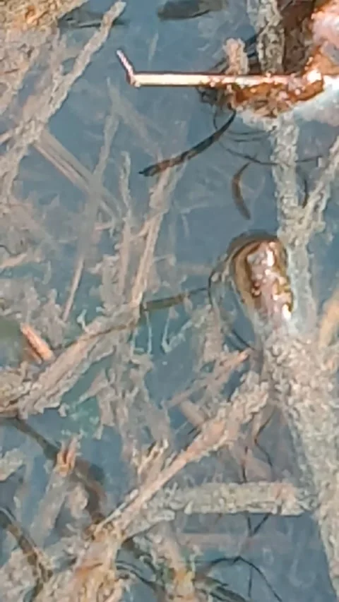 Swamp Video stock 167688858