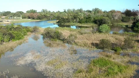 Swamp Stock Footage 240663686
