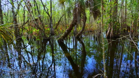 SWAMP Stock-Footage 250365461