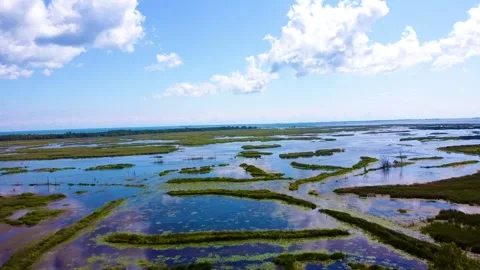 The Swamp Stock Footage 250854818