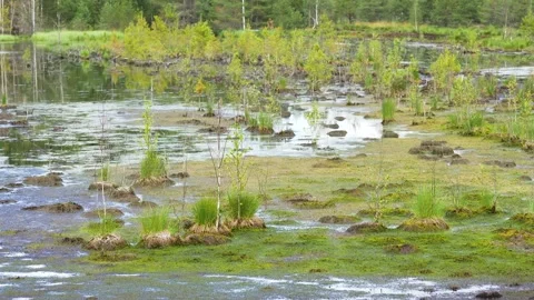 Swamp Stock Footage 288122515