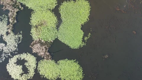 Swamp Stock Footage 310145499