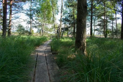 Swamp footbridge through pine trees green swamp landscape Stock Photos