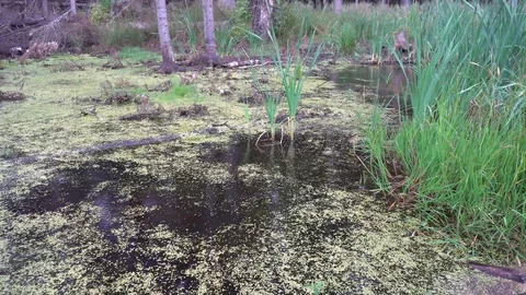 Swamp in a forest 4k Stock Footage 92326350