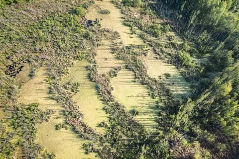 Swamp forest with abandoned peat extraction areas top down aerial view Stock Photos