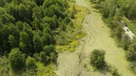 Swamp in Forest Aerial Vidéo 116982499