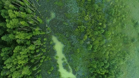 Swamp forest aerial view conservation park flyover Stock Footage 111952459