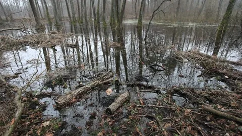 Swamp in the forest and falling snow Stock Footage 237154501