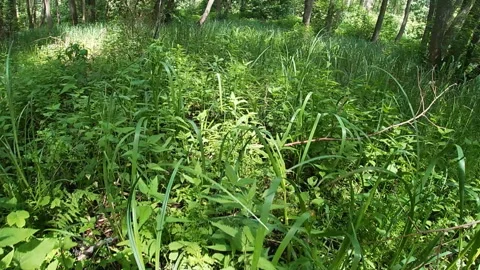Swamp forest, cattail, diversity of vegetation, summer, nature of Ukraine. Stock Footage 336458764