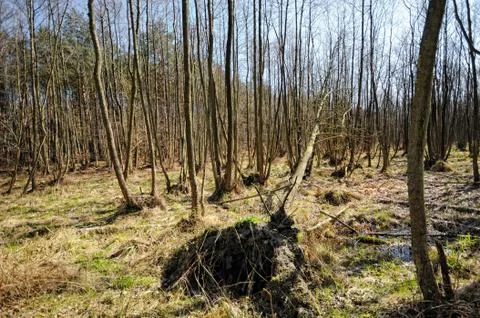 Swamp in the forest at darsser ort Stock Photos
