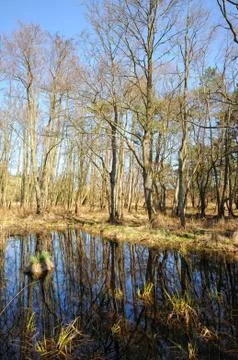 Swamp in the forest at darsser ort Stock Photos