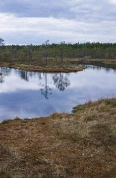 Swamp in a forest on early spring. Stock Photos
