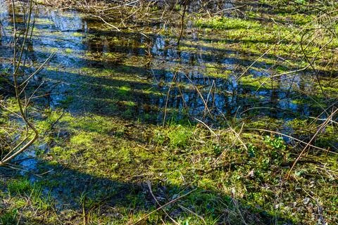 Swamp in the forest on early spring Stock Photos