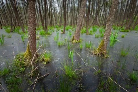 Swamp in the forest in eastern Poland Stock Photos