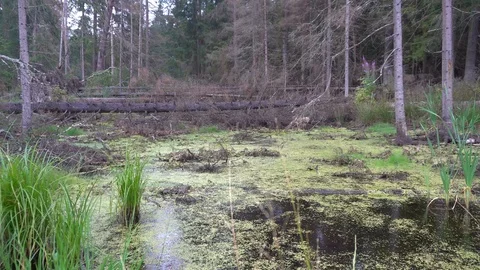 Swamp in a forest with fallen trees 4k Stock Footage 92326448