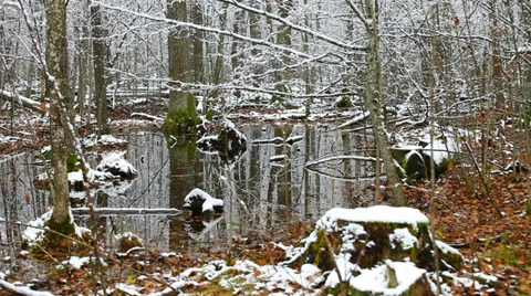 Swamp in the forest, the first snow Stock Footage 30370427