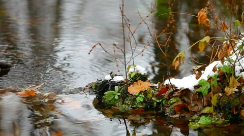 Swamp in the forest, the first snow. Stock Footage 30370475