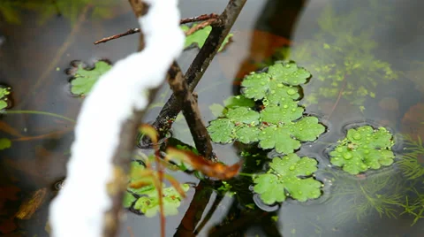 Swamp in the forest, the first snow. Stock Footage 30370485