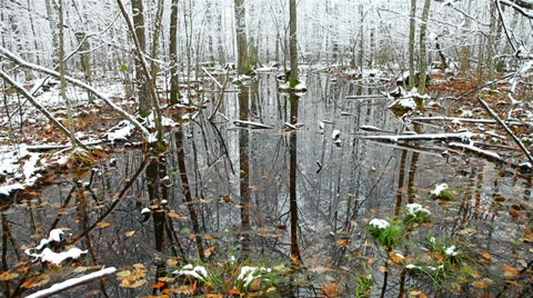 Swamp in the forest, the first snow. Stock Footage 30370547