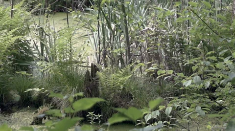 Swamp forest 库存影片 39306851