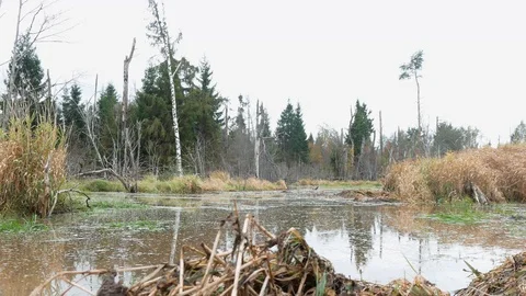 Swamp in the forest Stock Footage 101660676