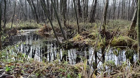 Swamp in the forest Video stock 143988481