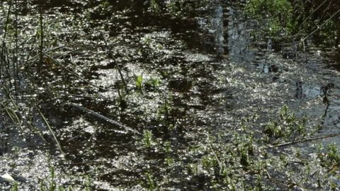 Swamp in the forest Stock Footage 154660424