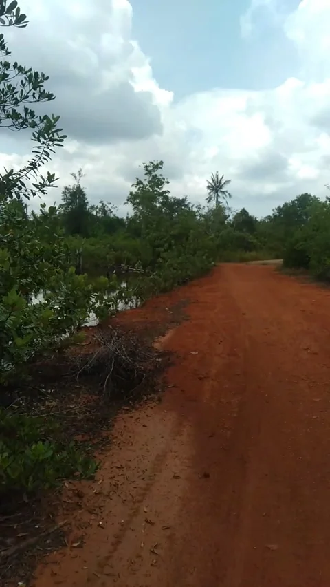 Swamp forest 스톡 동영상 214627658