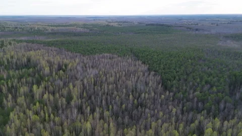 A swamp in the forest Stockbeeldmateriaal 240822972