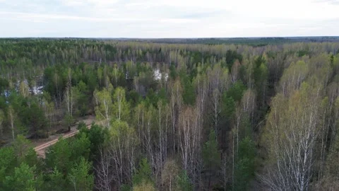 A swamp in the forest 库存影片 240824012
