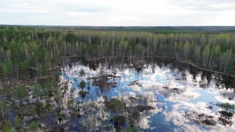 A swamp in the forest Stock Footage 240824059