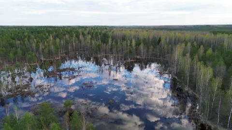 A swamp in the forest Stock Footage 240824723