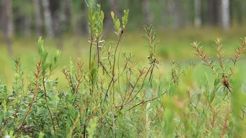 Swamp forest grass sways in the wind, lingonberry and heather branches Stock Footage 201602784
