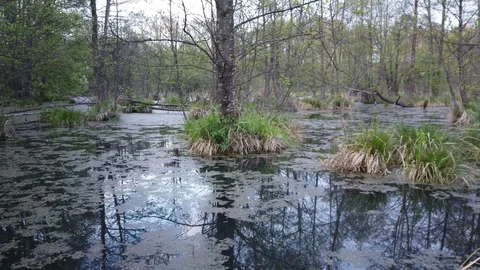 Swamp in the forest with overgrown trees 4k covered with mud 4k Stock Footage 107552289