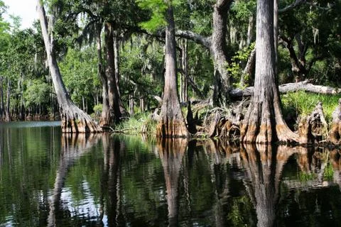 Swamp forest Stock Photos