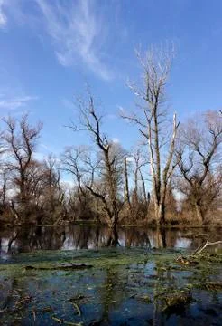 Swamp forest Stock Photos