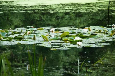 Swamp in the forest Stock Photos