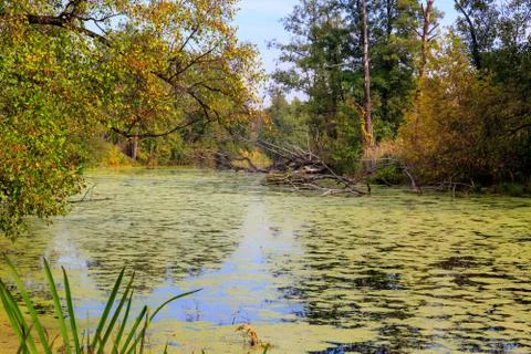 Swamp in forest Stock-Fotos