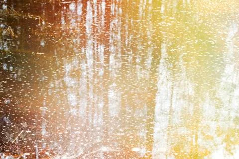 Swamp in the forest Stock Photos