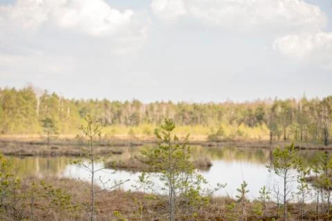 Swamp in the forest Stock Photos