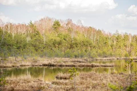Swamp in the forest Stock Photos